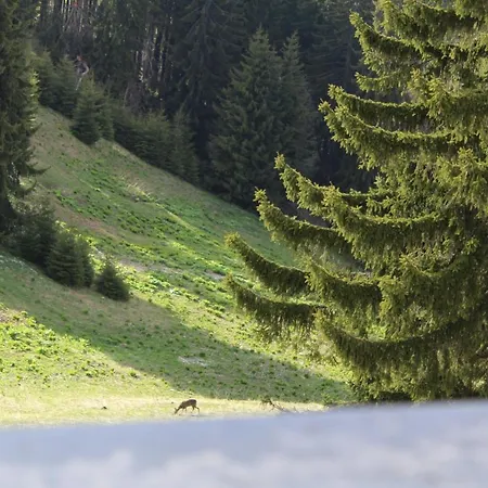 Апартаменты Snezhanka A425 Пампорово