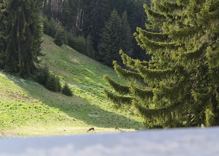 Апартаменты Snezhanka A425 Пампорово